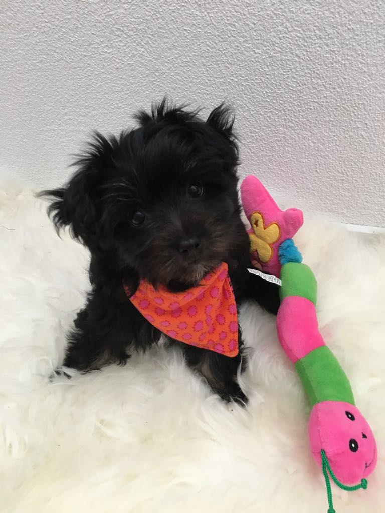 comprar cachorros sanos, baratos y asequibles para la venta